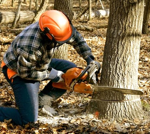 Tree Removal in Cornland, IL